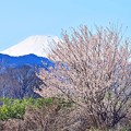 写真: 春富士に咲く