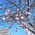 Photos: 花桃の下