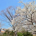 Photos: 春色沿線(45)