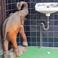 Photos: 水が飲みたい小象
