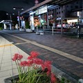 Photos: 夜の彼岸花