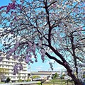 Photos: 春色沿線(72)
