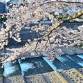 Photos: 春の小川