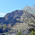 Photos: 里山の春