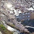 Photos: 桜吹雪舞う