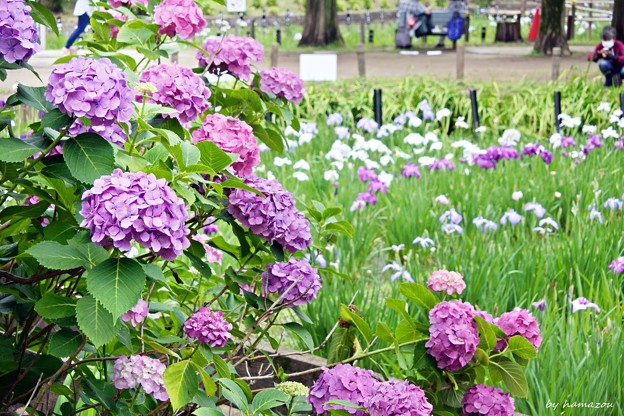写真: 紫陽花&菖蒲