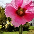 写真: 雨上がり蘇る立葵