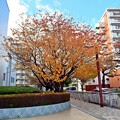 秋彩の街路地