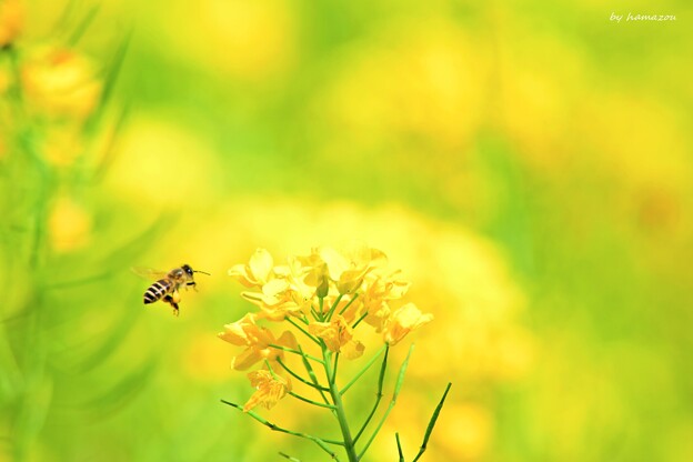 Yellow Bee(1)
