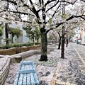 春雨の葉桜