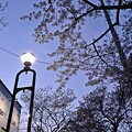 写真: プチ夜桜♪