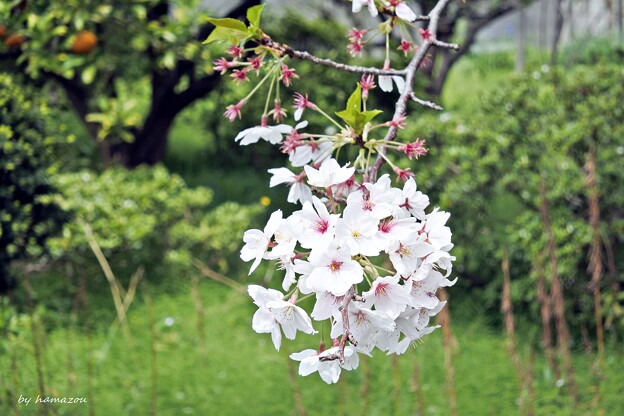 写真: 見納め桜