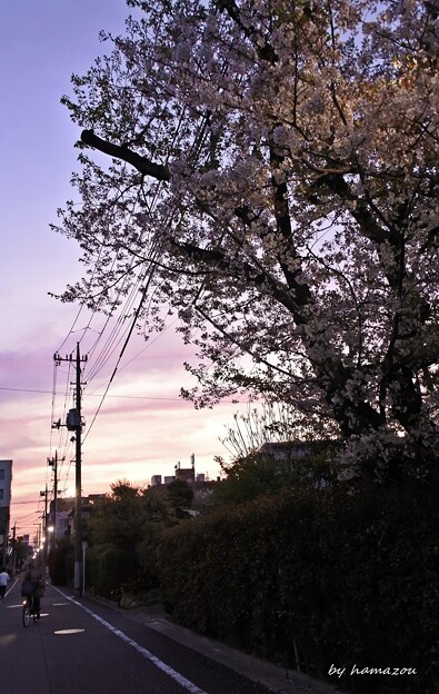写真: 黄昏桜