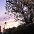 写真: 黄昏桜