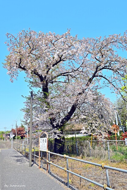 写真: 小絹の桜