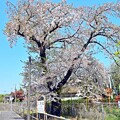 写真: 小絹の桜