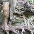 白鹿洞の木の根