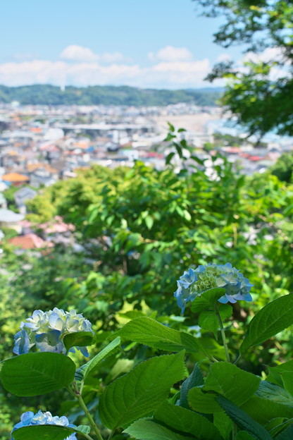写真: 長谷寺から鎌倉方面を望む