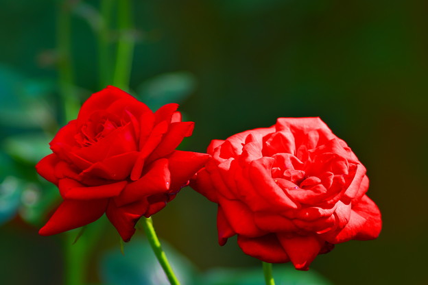 写真: 明月院の薔薇