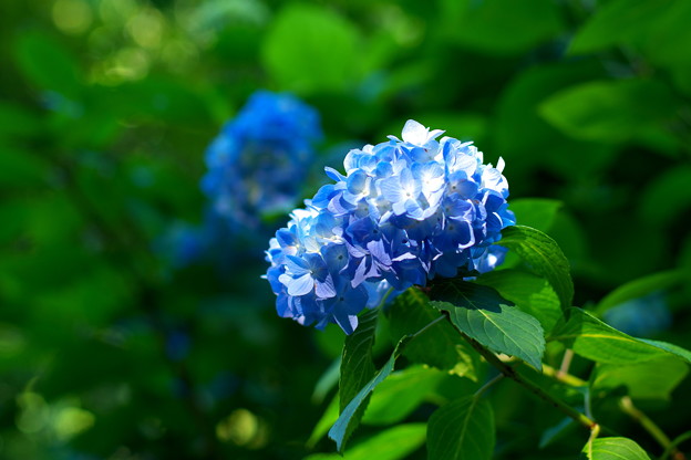 写真: 明月院の姫紫陽花