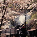 写真: 桜咲く神尾駅を通過するC12 164