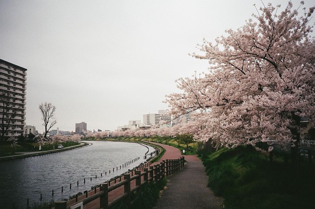 旧中川河畔の桜並木