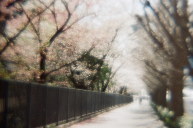 【フルサイズ・フィルム】桜トンネル