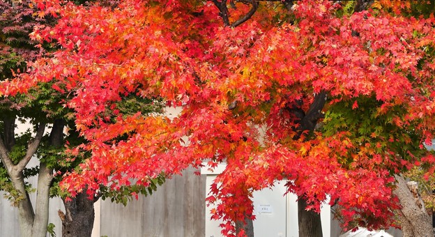 Photos: 街路樹の紅葉