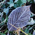 Photos: 気温０度、霜のついた落ち葉