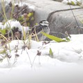 Photos: 雪のハクセキレイ　１