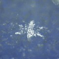 Photos: 少し埋もれた雪の結晶