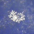 Photos: 光を反射してる雪の結晶