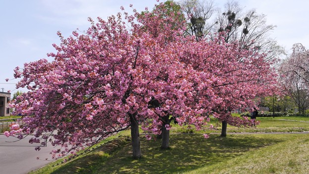 八重桜が満開１