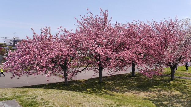 八重桜が満開２