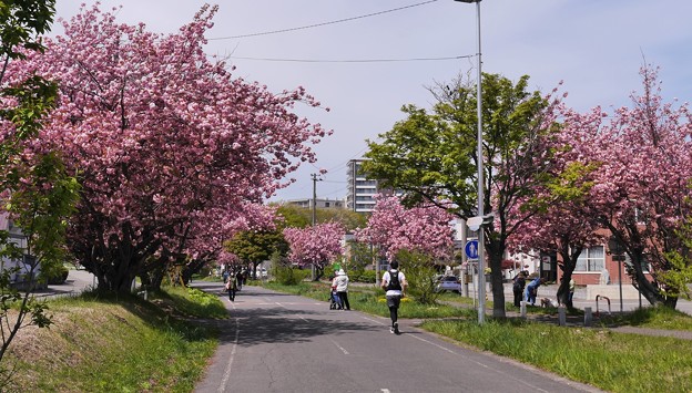 サイクリングロードの八重桜