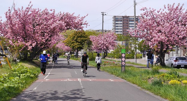サイクリングロードの八重桜５