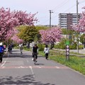 Photos: サイクリングロードの八重桜５