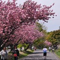 Photos: サイクリングロードの八重桜６