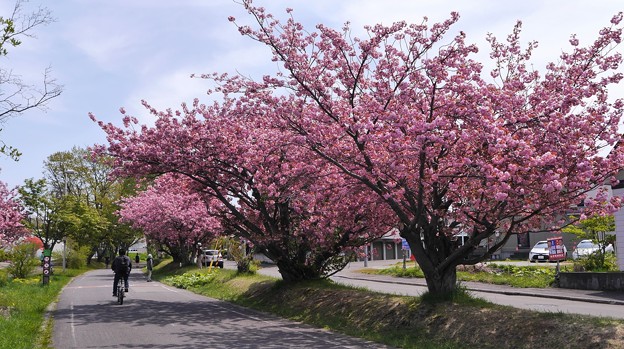 Photos: サイクリングロードの八重桜８