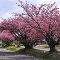 Photos: サイクリングロードの八重桜８