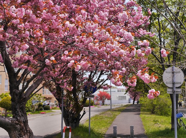 サイクリングロードの八重桜１０