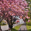 Photos: サイクリングロードの八重桜１０