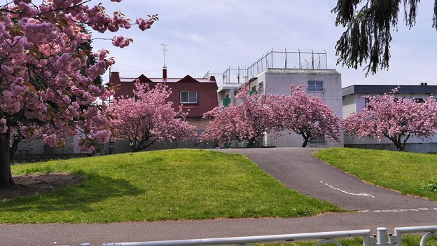 Photos: サイクリングロードの八重桜１１
