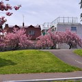 Photos: サイクリングロードの八重桜１１