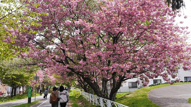 サイクリングロードの八重桜１２