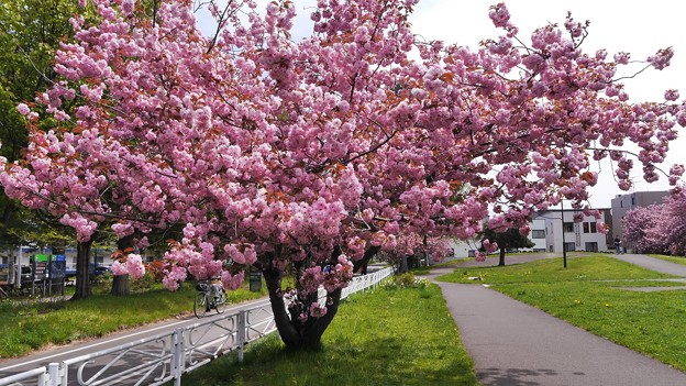 満開八重桜とサイクリングロード１３