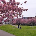 Photos: 八重桜満開