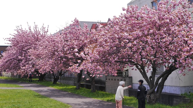 Photos: 八重桜満開