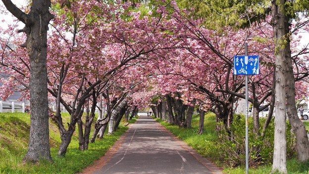満開八重桜とサイクリングロード１４　桜のトンネル