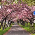 Photos: 満開八重桜とサイクリングロード１４　桜のトンネル